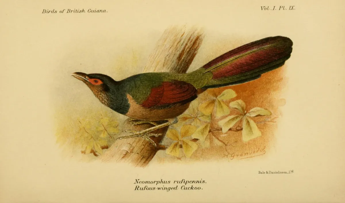 File:The birds of British Guiana, vol. 1 (1916), plate 09 (7794734630) Neomorphus rufipennis.jpg