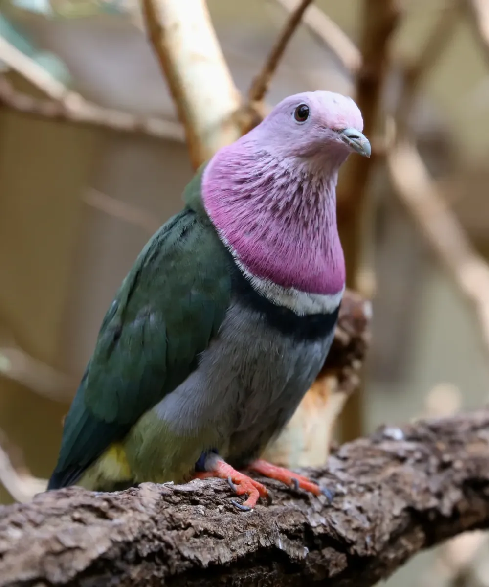 File:Rothals-Flaumfußtaube Rothals-Fruchttaube Ptilinopus porphyreus Zoo Augsburg-01.jpg