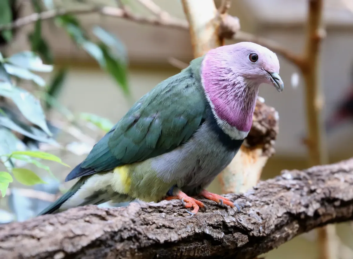 File:Rothals-Flaumfußtaube Rothals-Fruchttaube Ptilinopus porphyreus Zoo Augsburg-02.jpg