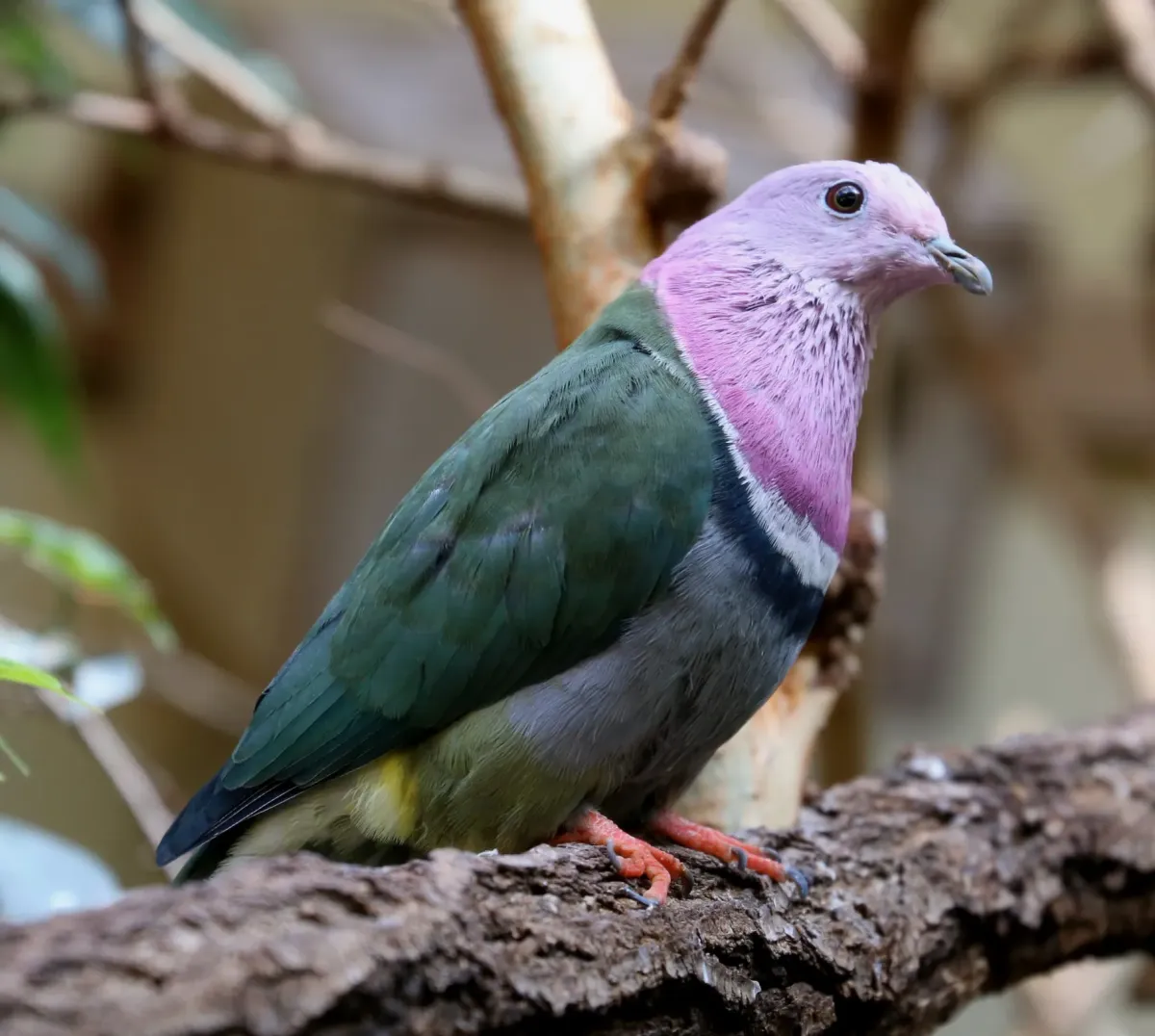 File:Rothals-Flaumfußtaube Rothals-Fruchttaube Ptilinopus porphyreus Zoo Augsburg-03.jpg