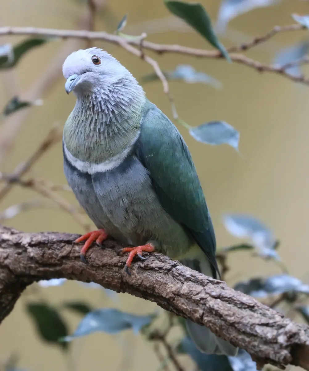 File:Rothals-Flaumfußtaube Rothals-Fruchttaube Ptilinopus porphyreus Zoo Augsburg-04.jpg