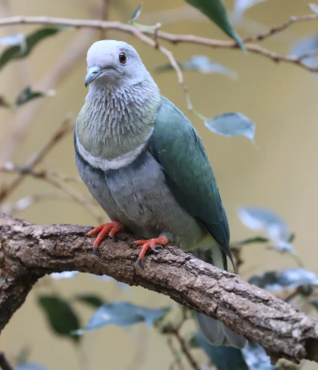 File:Rothals-Flaumfußtaube Rothals-Fruchttaube Ptilinopus porphyreus Zoo Augsburg-05.jpg