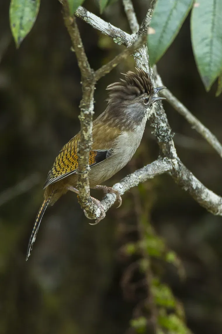 File:Actinodura nipalensis.jpg