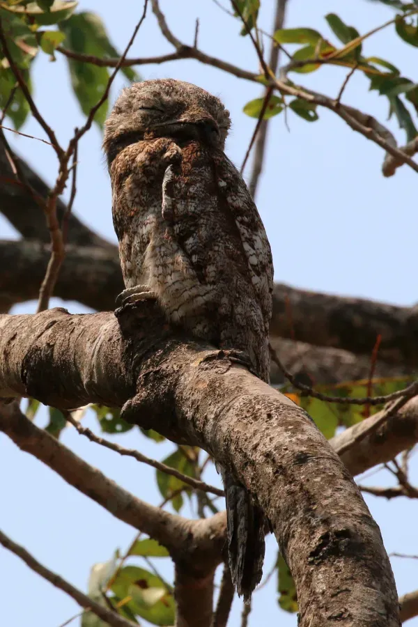 File:Great potoo (Nyctibius grandis).JPG