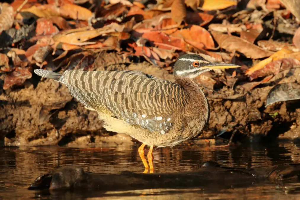 File:Sunbittern (Eurypyga helias).JPG