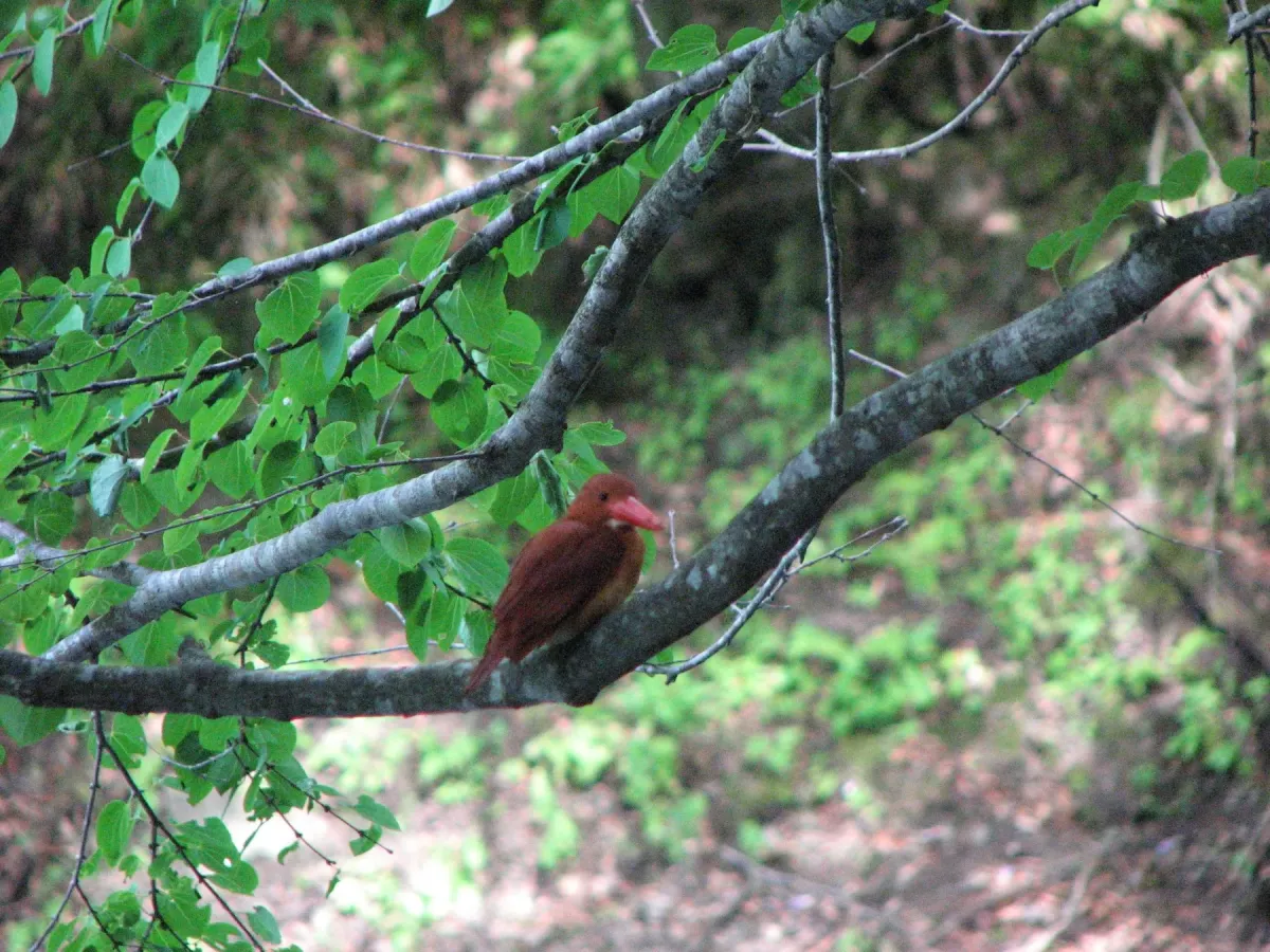 File:Halcyon coromanda, Fukaura-machi, Aomori Pref 1.jpg