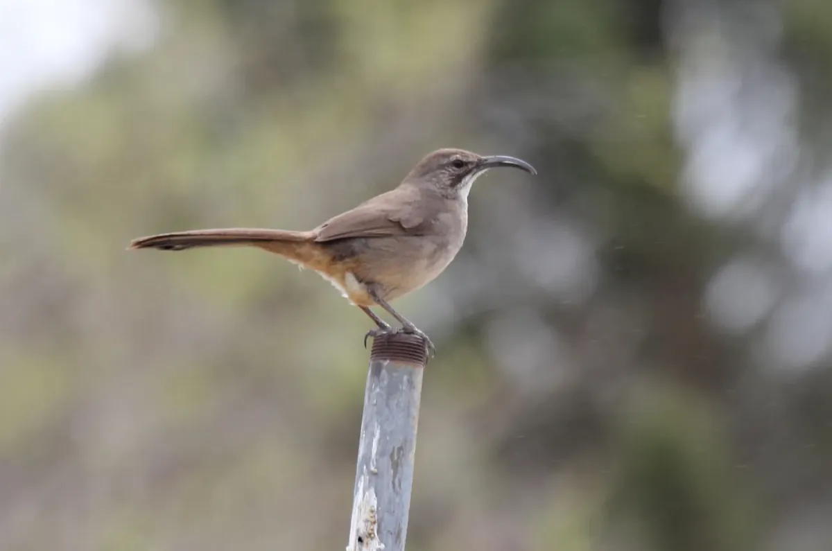 File:California Thrasher (Toxostoma redivivum) (13853834734).jpg