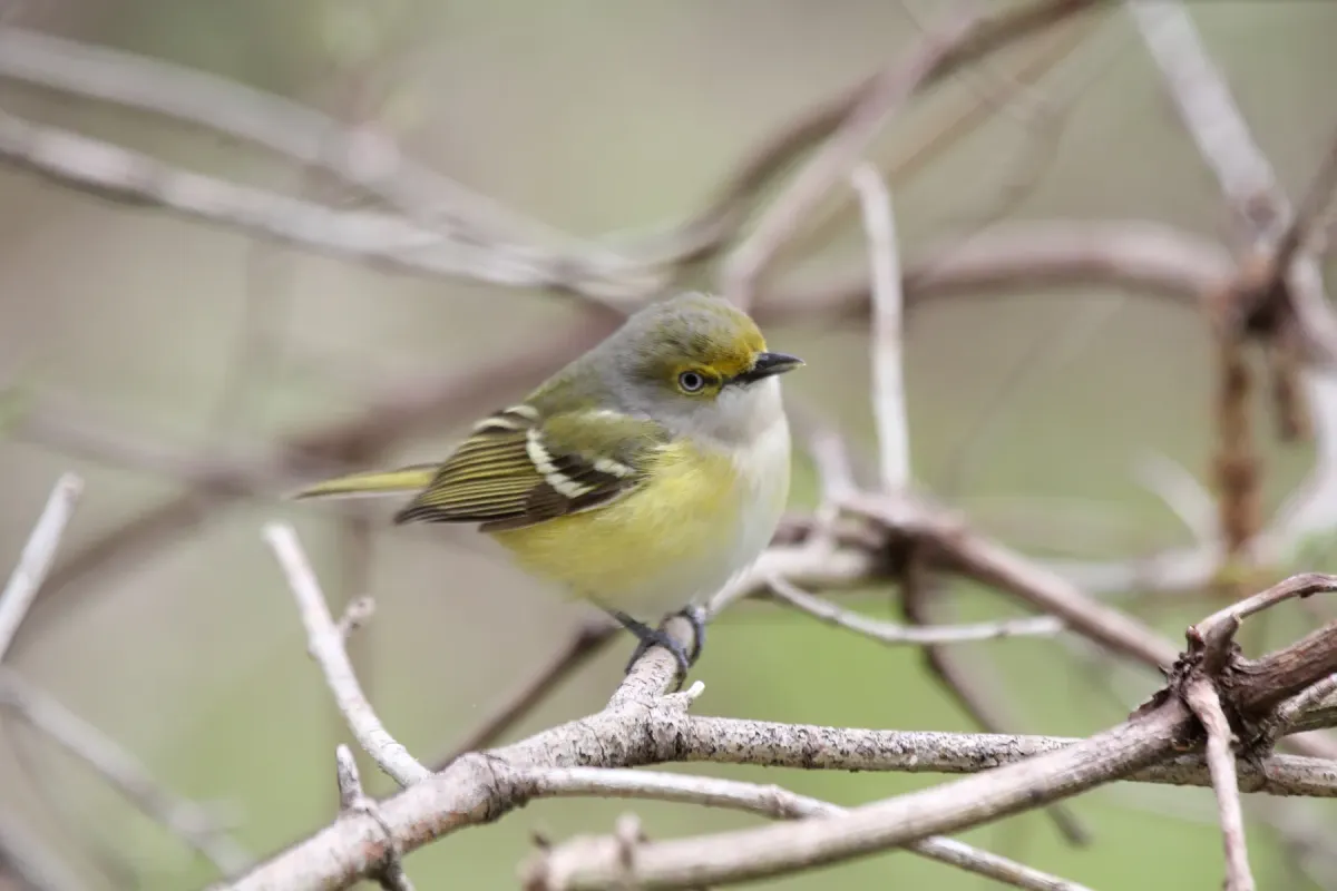 File:White-eyed Vireo (Vireo griseus) (15226205109).jpg