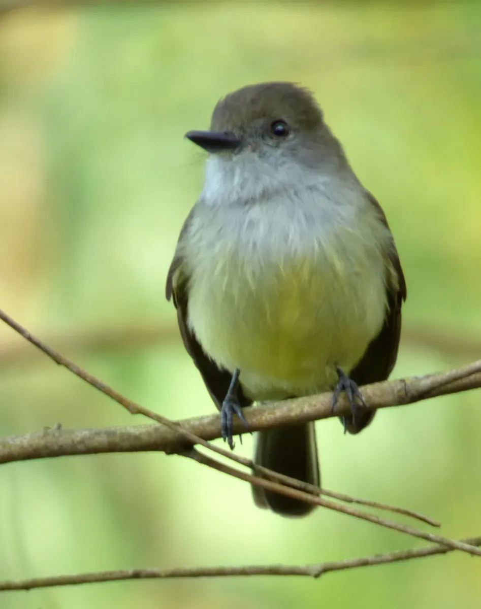 File:Myiarchus cephalotes (Atrapamoscas montañero) (16089213637).jpg