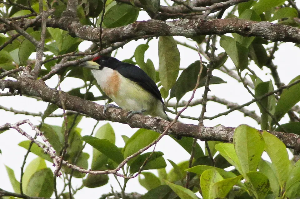 File:White-mantled Barbet (Capito hypoleucus) (8079738287).jpg