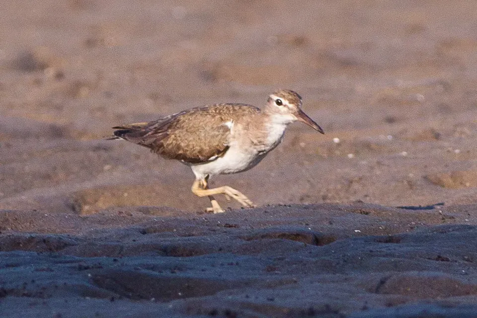 File:Spotted Sandpiper (Actitis macularius) (8079378111).jpg