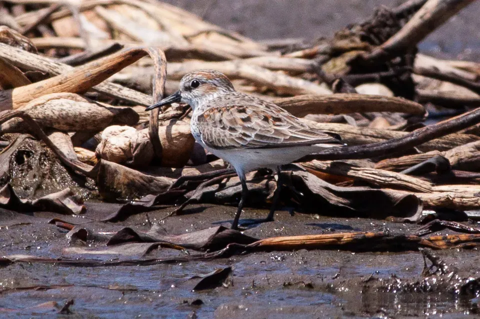 File:Western Sandpiper (Calidris mauri) (8079378783).jpg