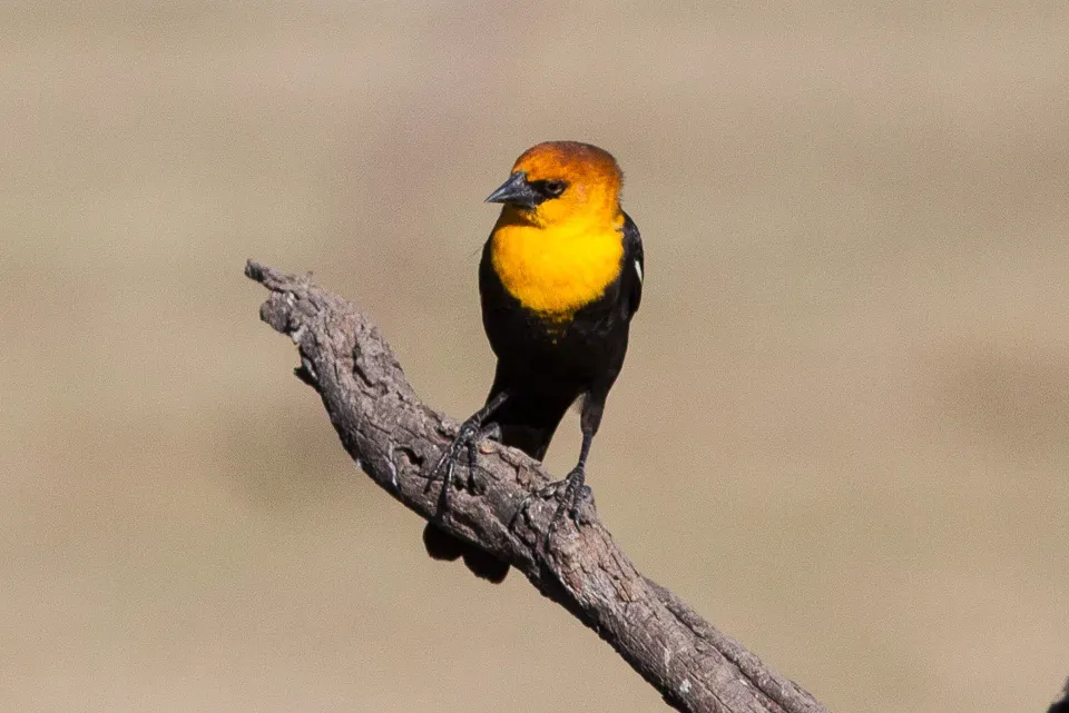File:Yellow-headed Blackbird (Xanthocephalus xanthocephalus) (8079398110).jpg