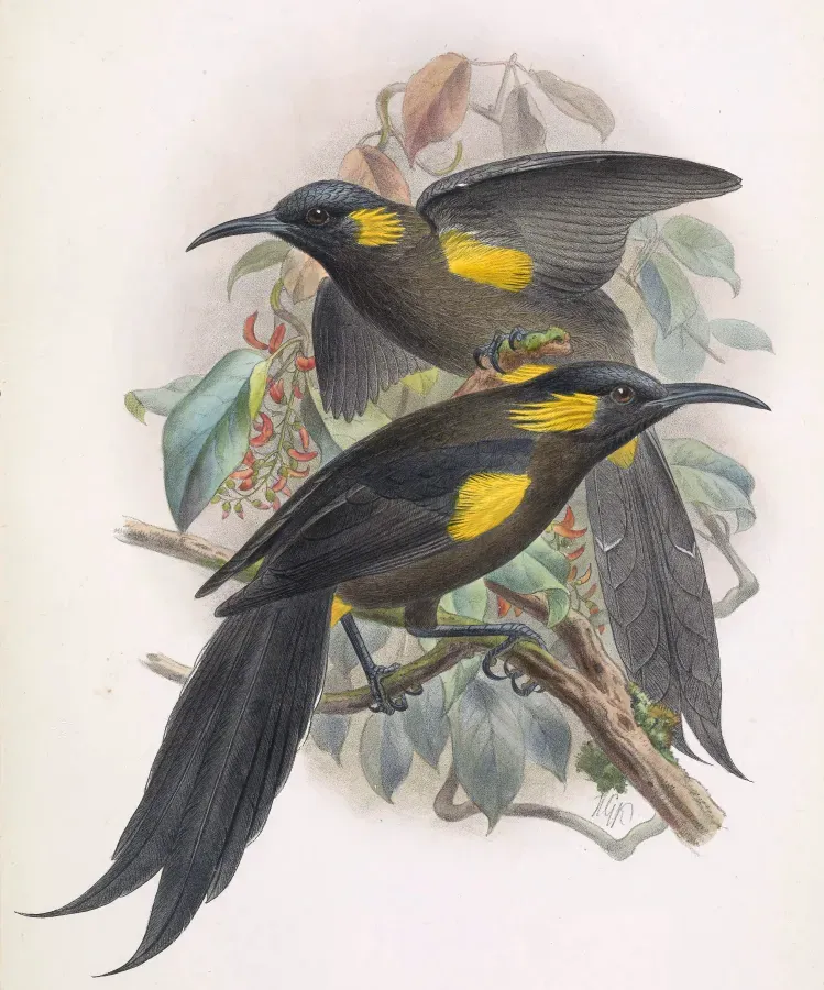 File:Moho bishopi.jpg