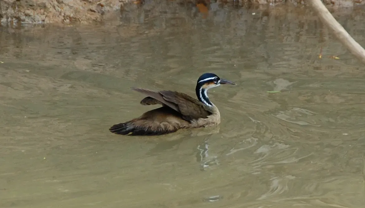 File:Sungrebe (Heliornis fulica) (5818992107).jpg