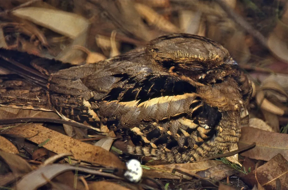File:Large-tailed Nightjar (Caprimulgus macrurus) (20190829563).jpg