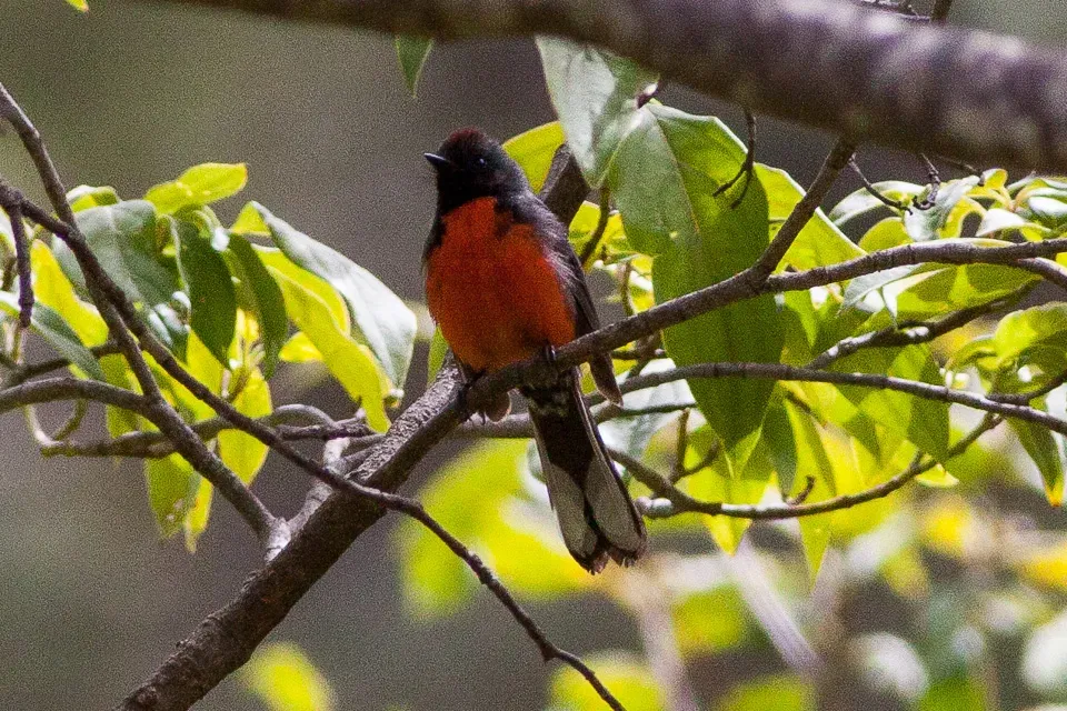 File:Slate-throated Whitestart (Myioborus miniatus) (8079400389).jpg