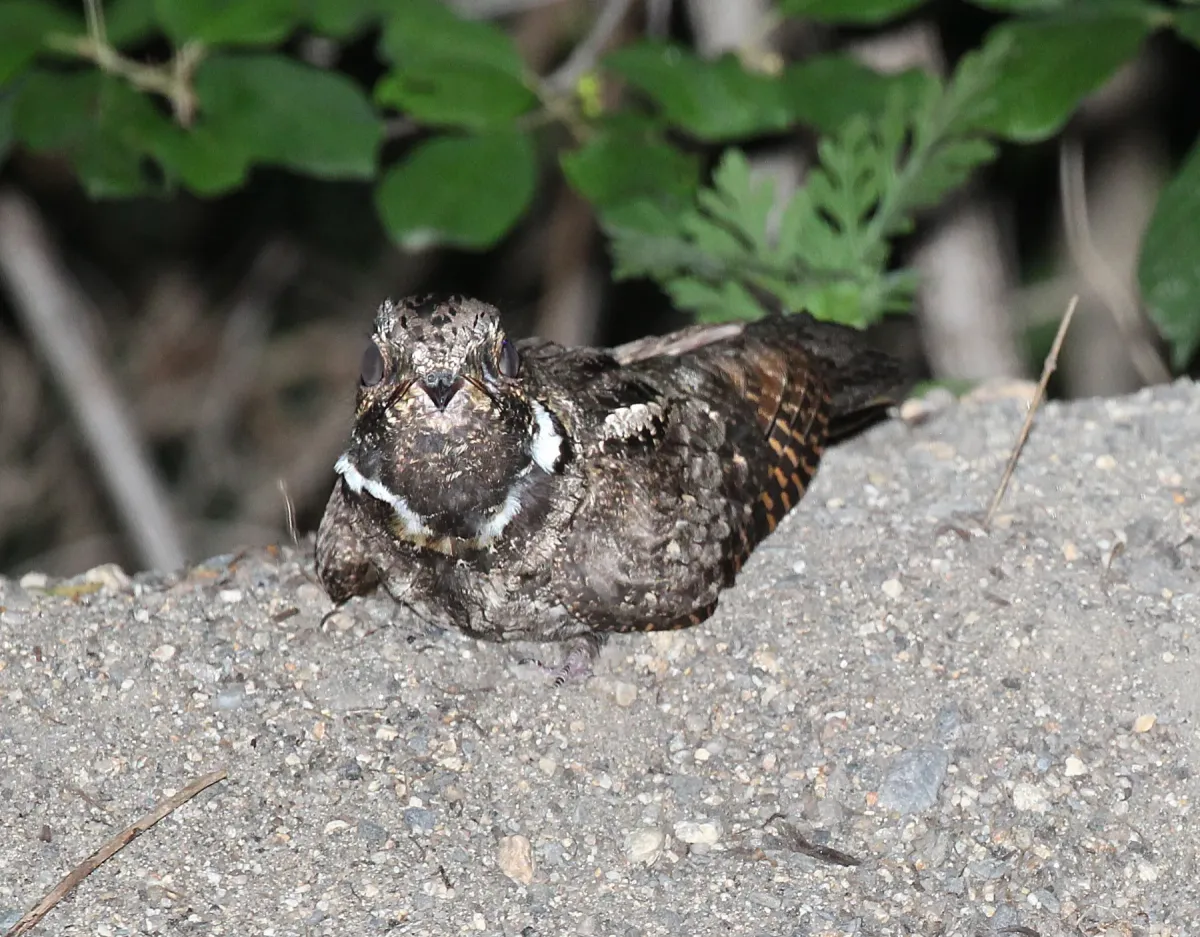 File:Antrostomus vociferus, Lancaster, Massachusetts 1.jpg