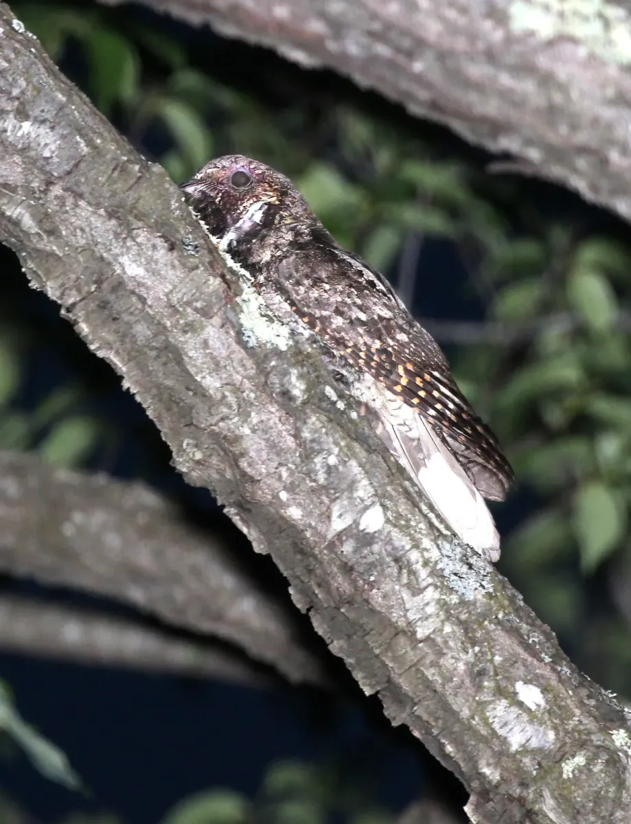 File:Antrostomus vociferus, Lancaster, Massachusetts 2.jpg