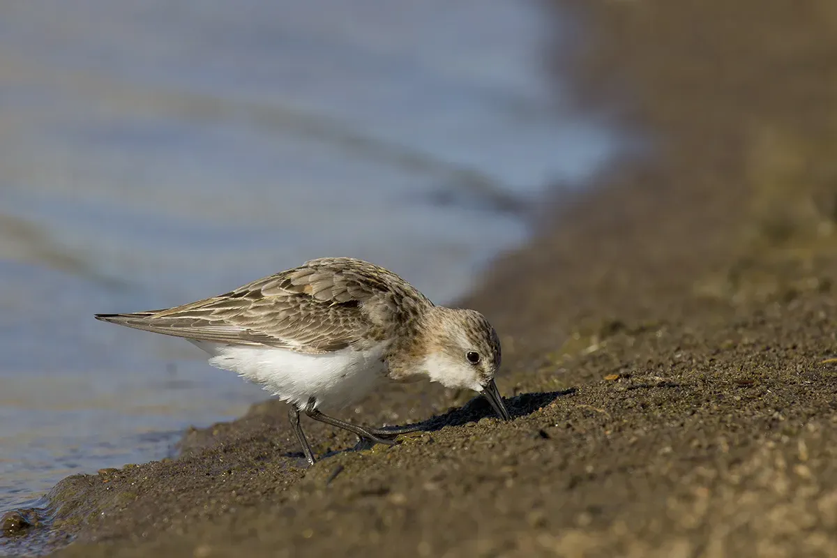 File:Red-necked Stint (Calidris ruficollis) (20916901298).jpg