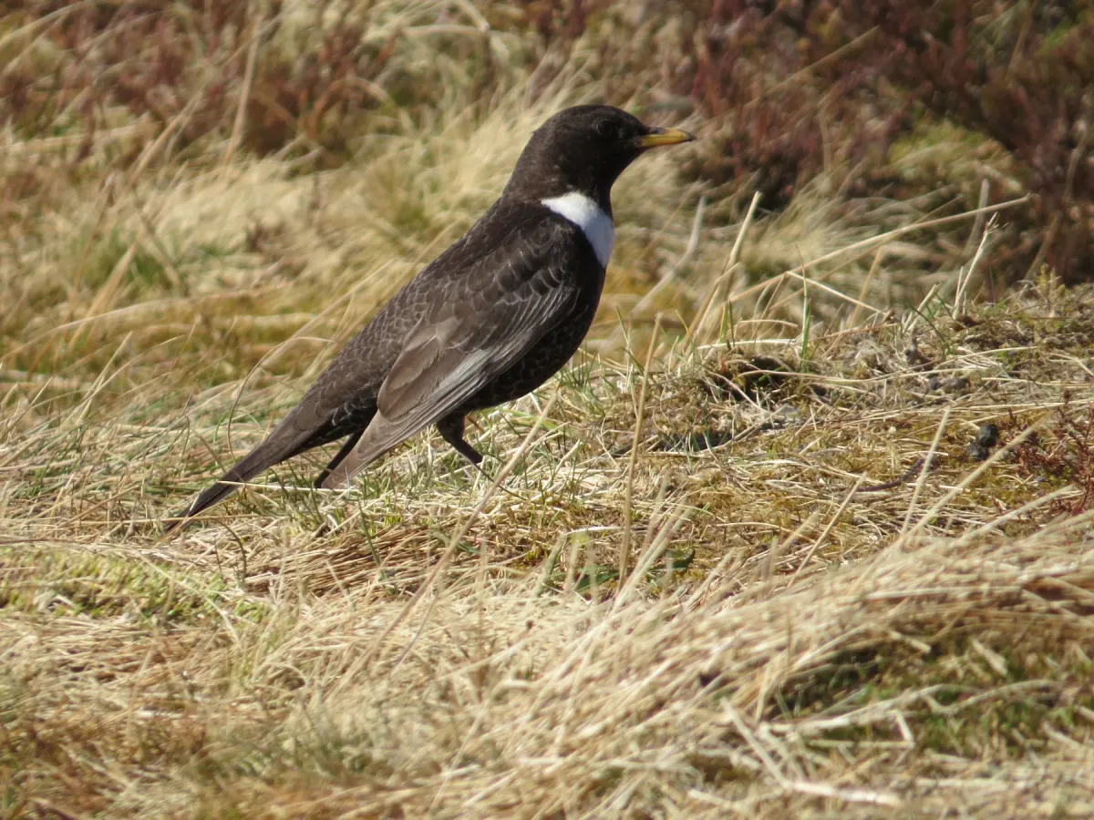 File:2015-04-20 Turdus torquatus torquatus Cairngorm 2.jpg