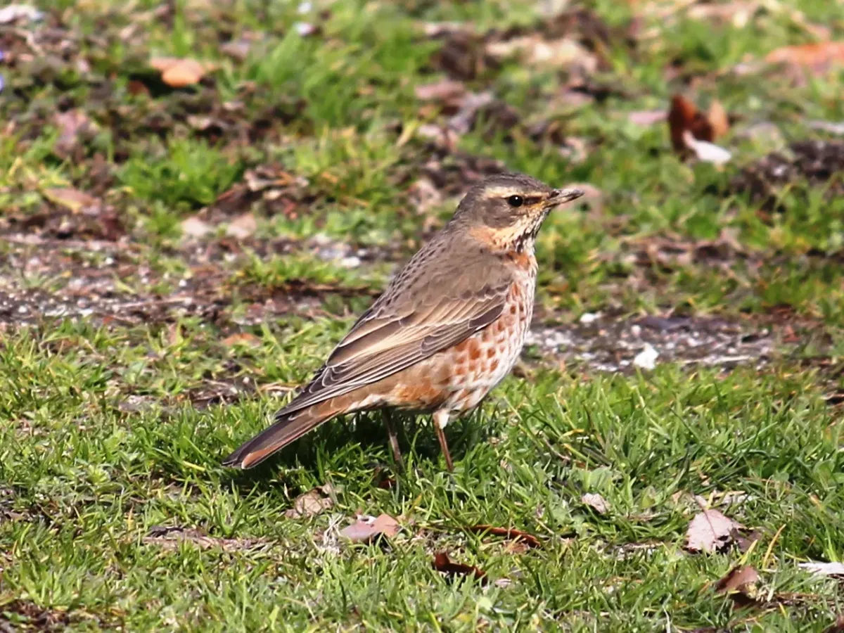 File:Turdus naumanni.JPG