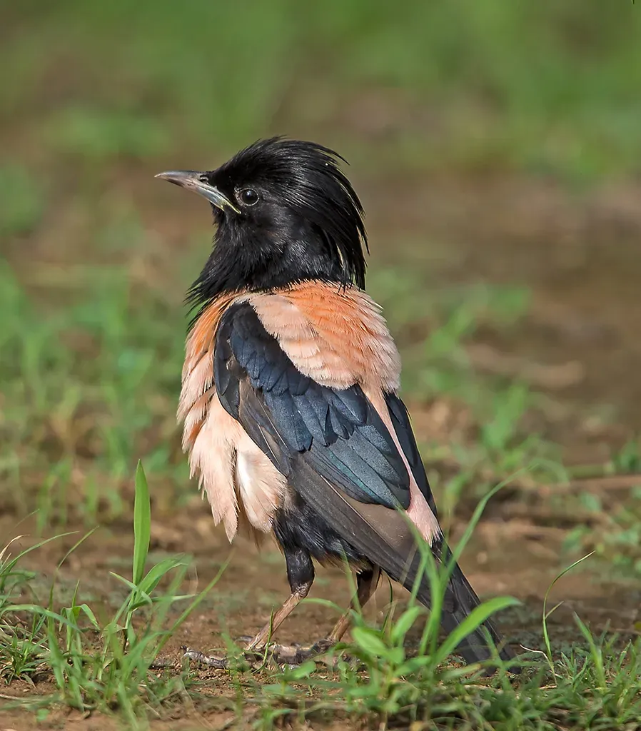 File:Pastor roseus by Koshy Koshy.jpg