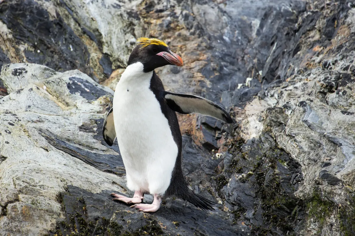 File:SGI-2016-South Georgia (Cooper Bay)–Macaroni penguin (Eudyptes chrysolophus) 01.jpg
