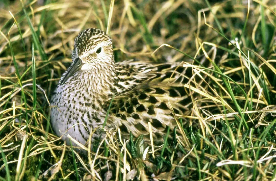 File:Calidris fuscicollis.jpg