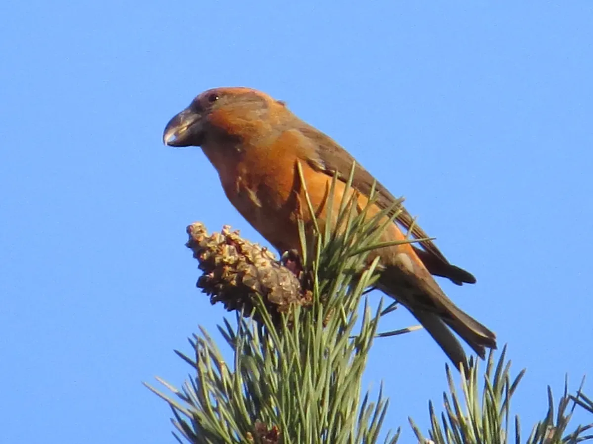 File:Loxia pytyopsittacus, Budby Common 1.jpg
