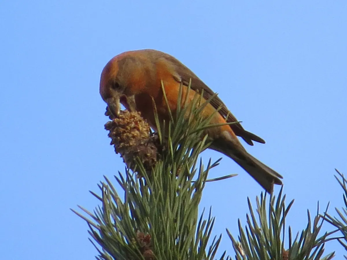 File:Loxia pytyopsittacus, Budby Common 2.jpg