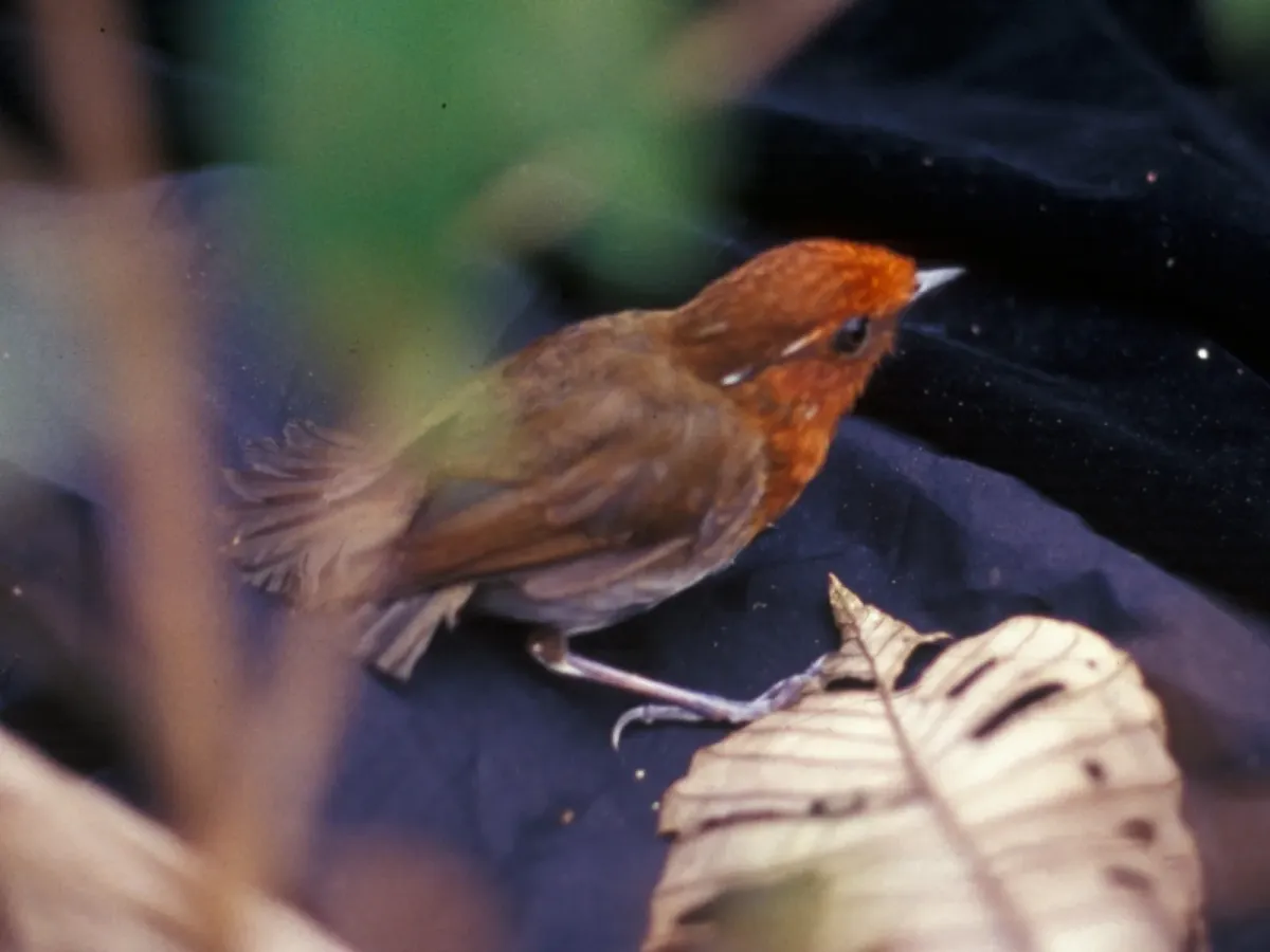 File:Conopophaga castaneiceps 2.jpg