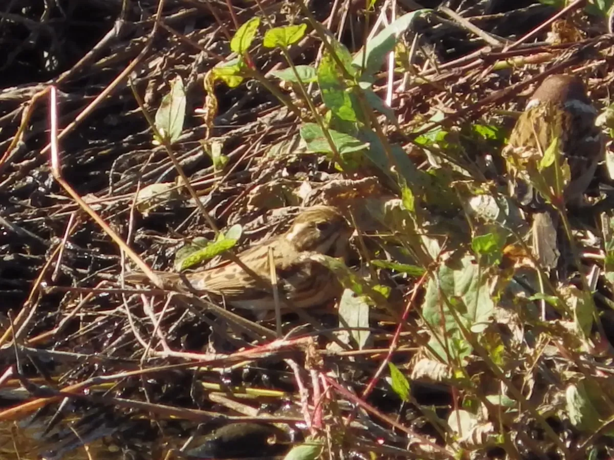 File:カシラダカ (頭高) (Rustic Bunting) (Emberiza rustica) (23264222832).jpg