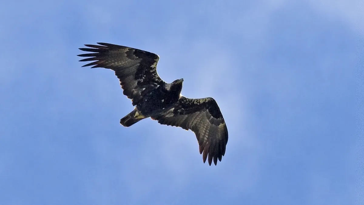 File:Aquila adalberti (ad.).jpg
