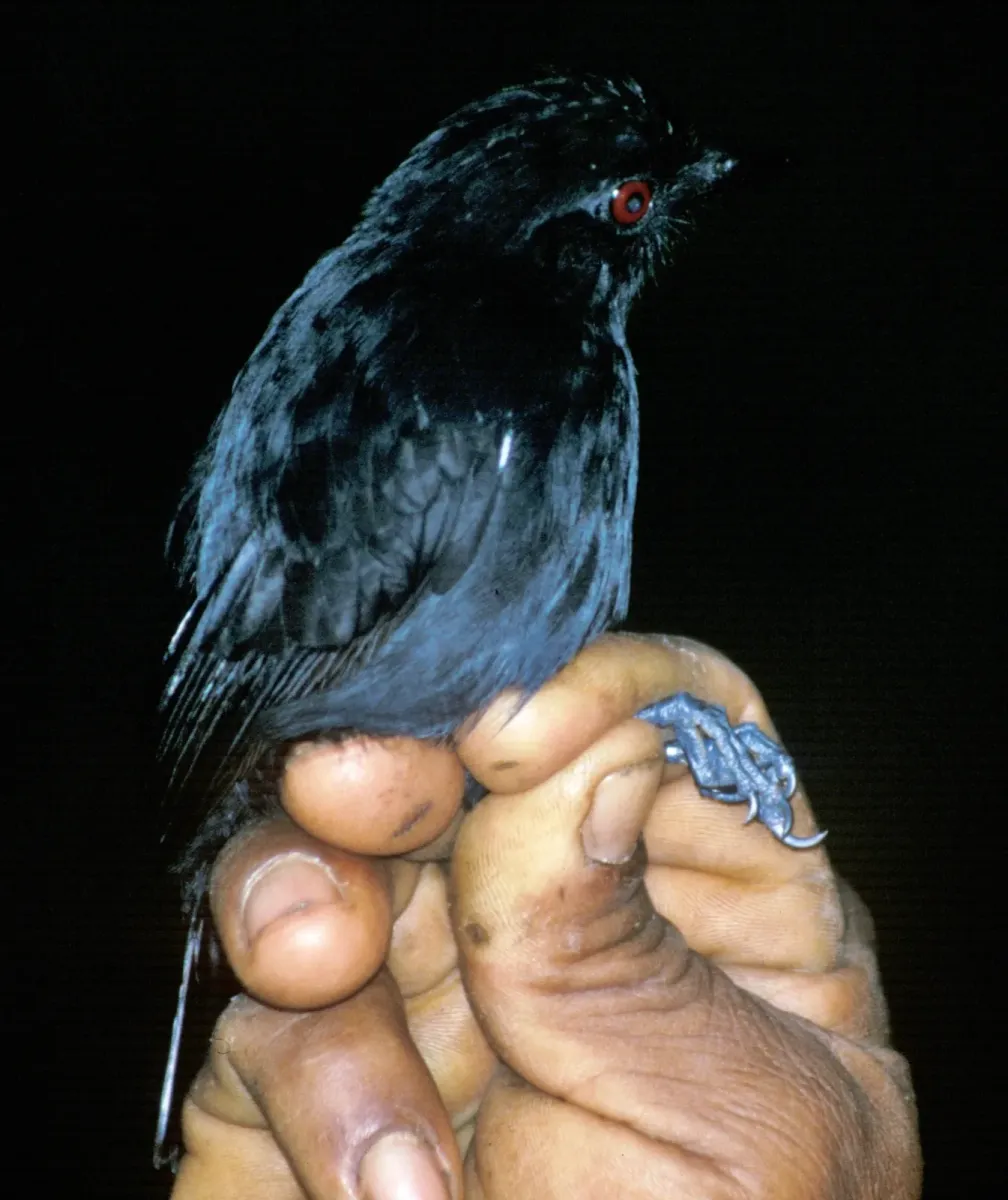 File:Thamnophilus aethiops.jpg