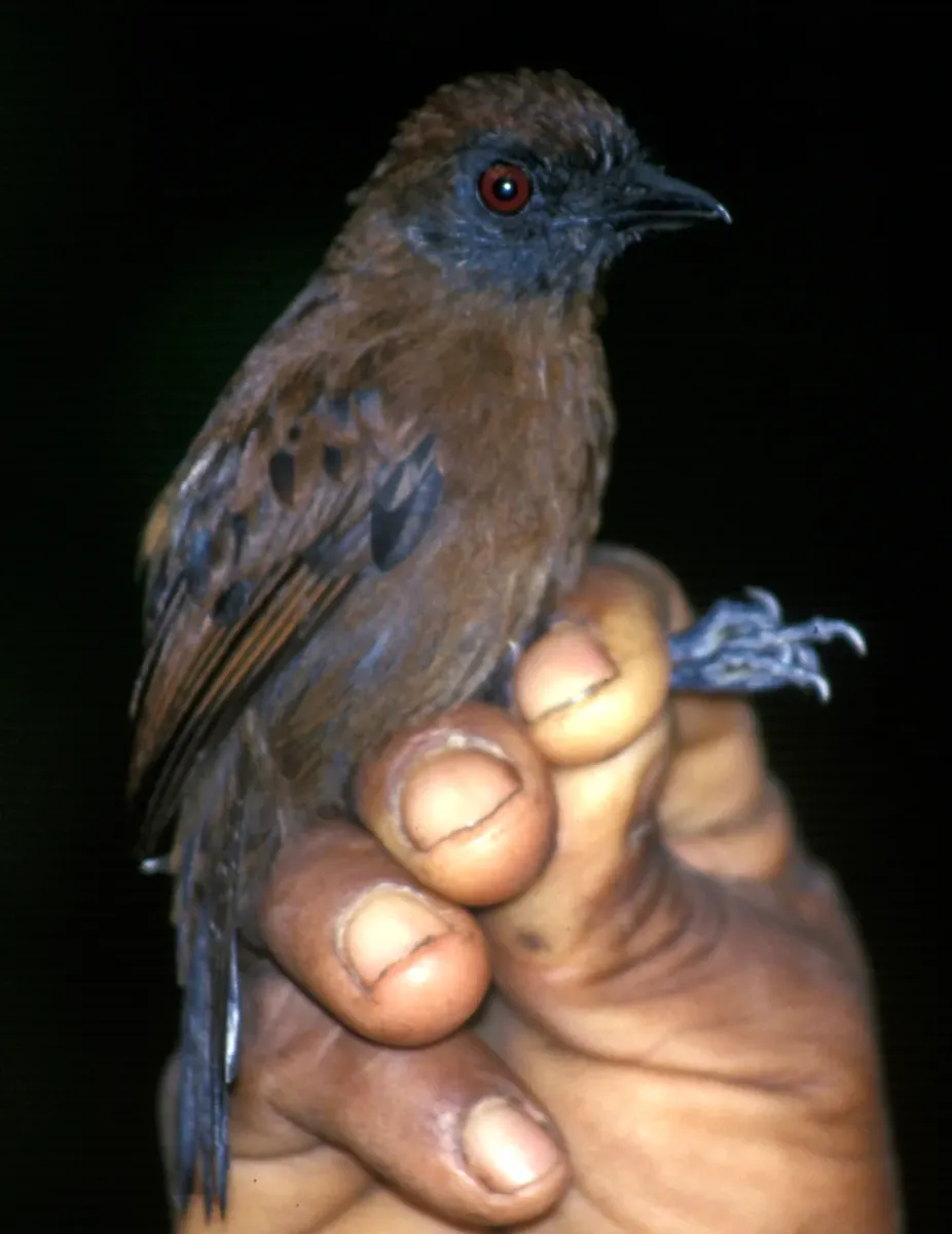 File:Thamnophilus unicolor - female.jpg