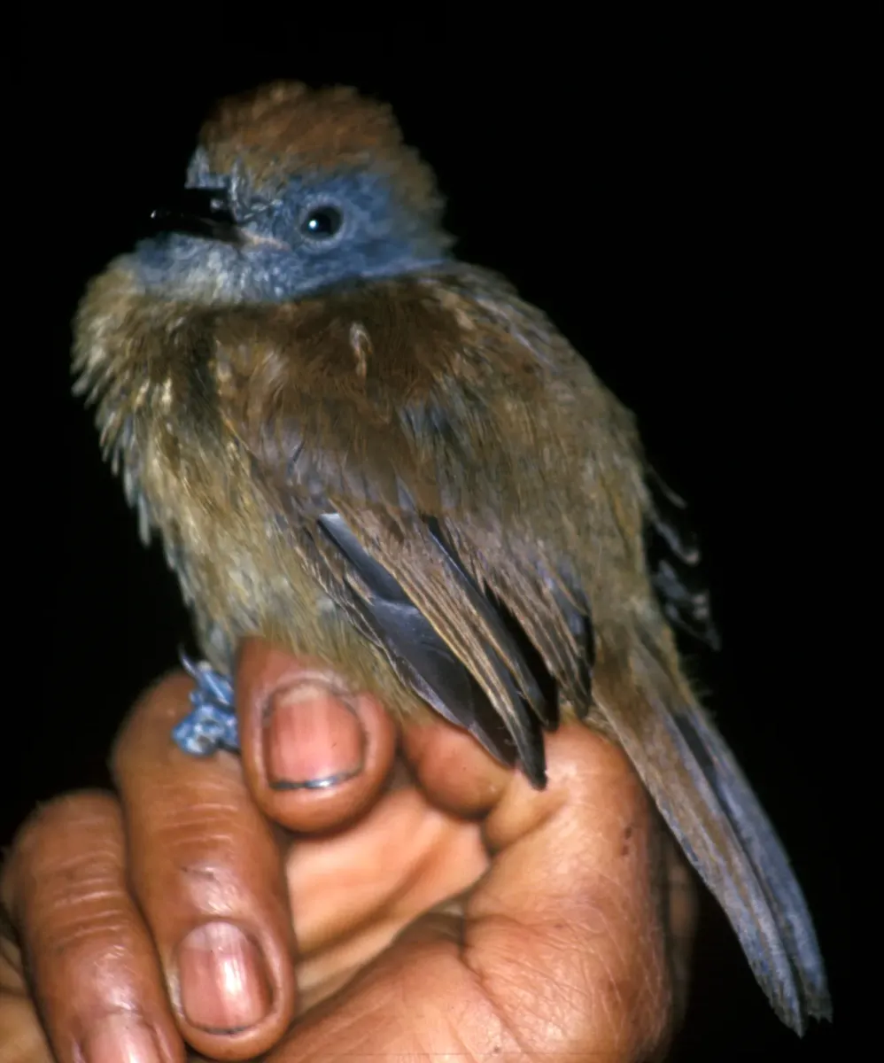 File:Thamnophilus unicolor - female 2.jpg