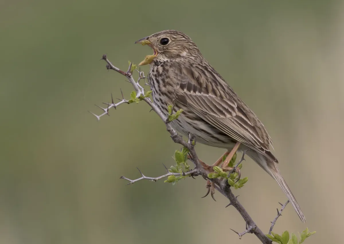 File:Corn bunting - Emberiza calandra 09.jpg