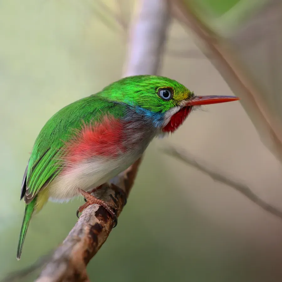 File:Cuban tody (Todus multicolor).JPG