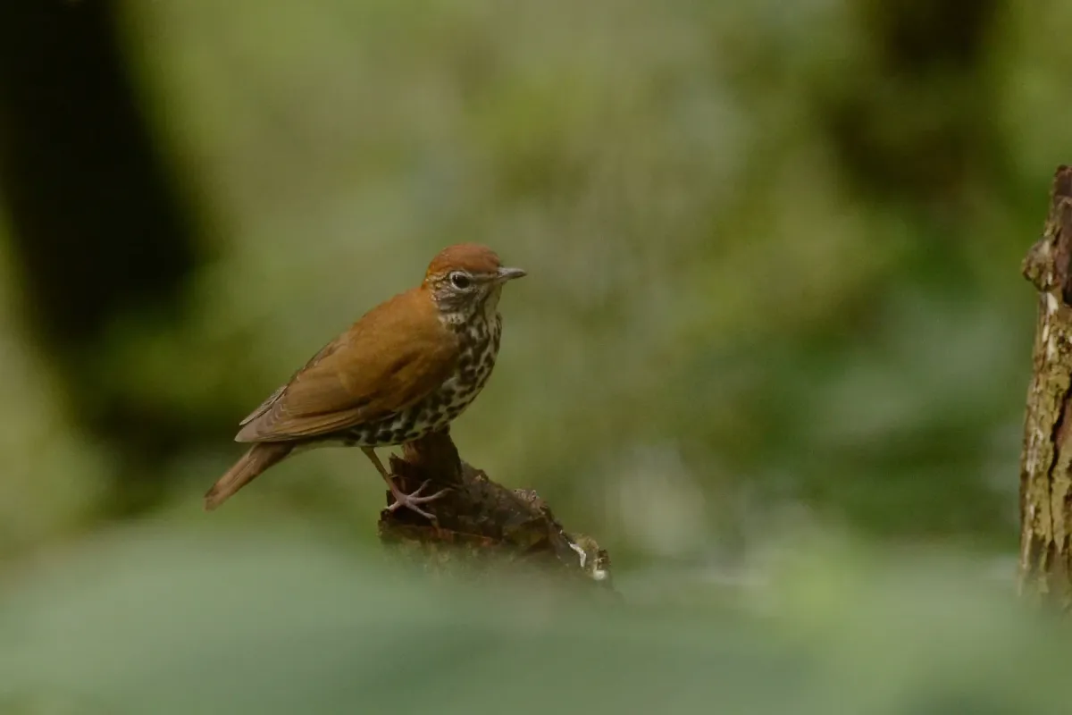 File:Zorzal Maculado, Wood Thrush, Hylocichla mustelina (16784407478).jpg
