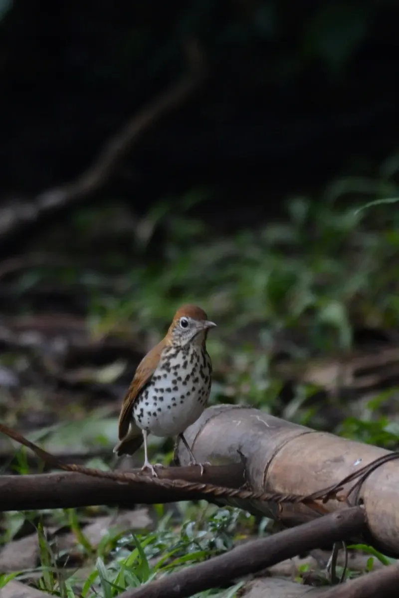File:Zorzal Maculado, Wood Thrush, Hylocichla mustelina (11916547426).jpg