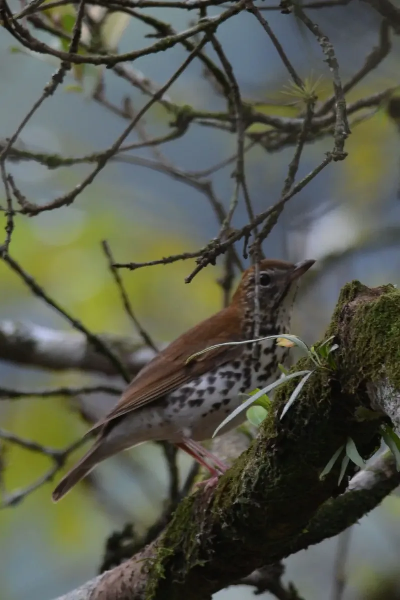 File:Zorzal Maculado, Wood Thrush, Hylocichla mustelina (11915761385).jpg