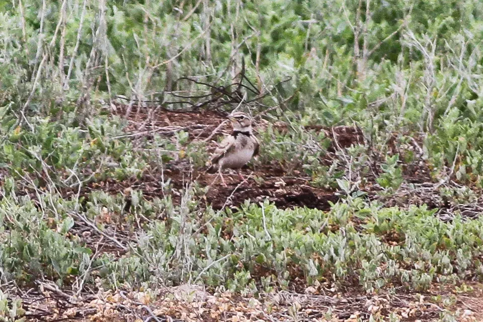 File:Bimaculated Lark (Melanocorypha bimaculata).jpg