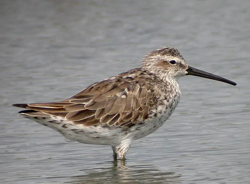 File:Calidris himantopus.jpg