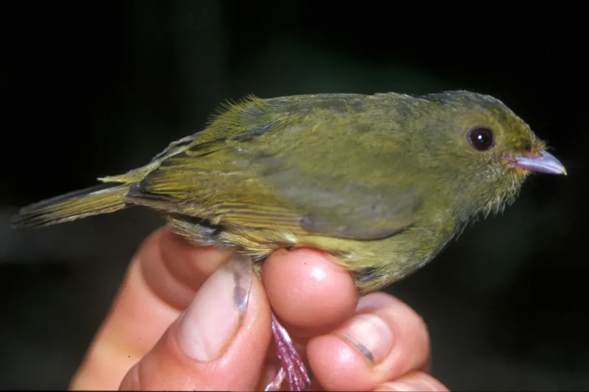 File:Masius chrysopterus.jpg