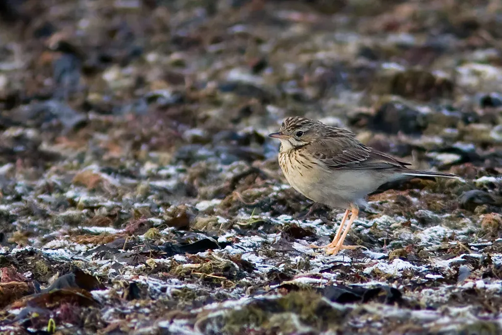 File:Anthus godlewskii.jpg