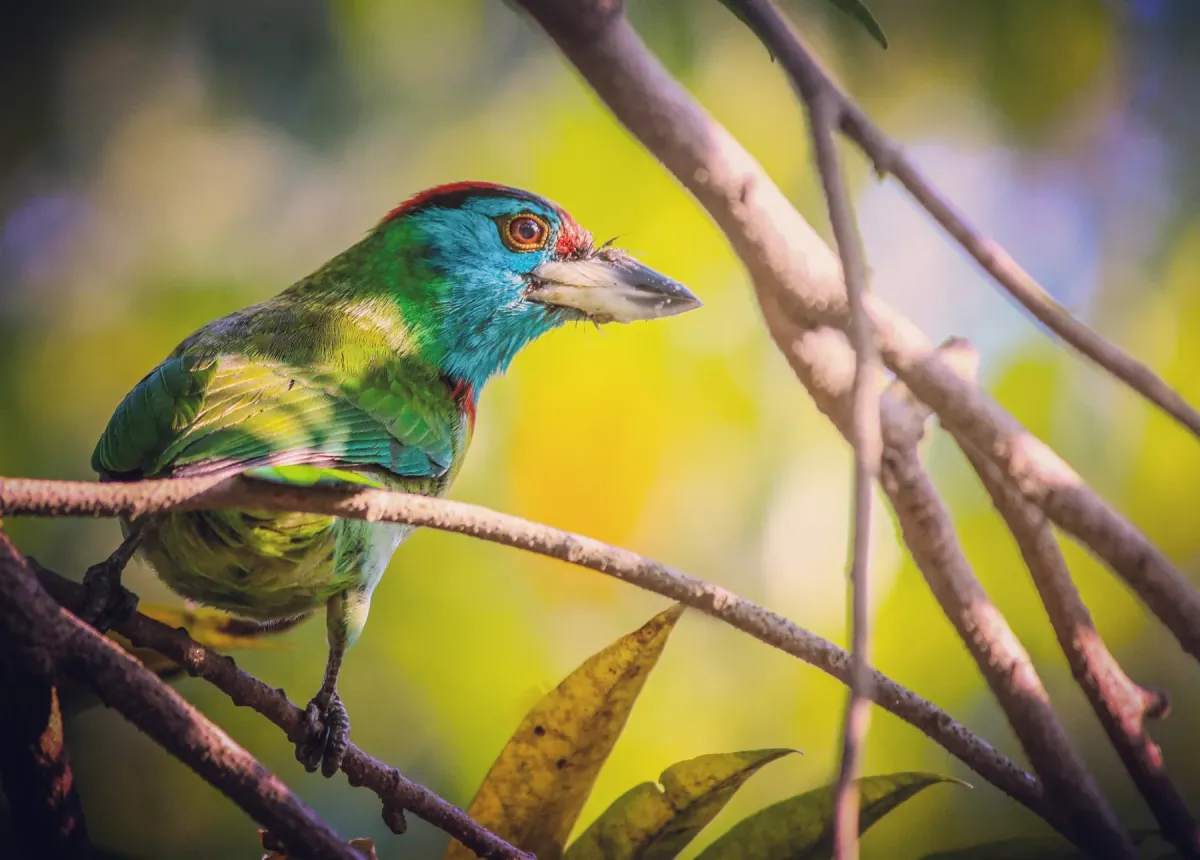File:Blue-throated Barbet (Psilopogon asiaticus), Kolkata.jpg