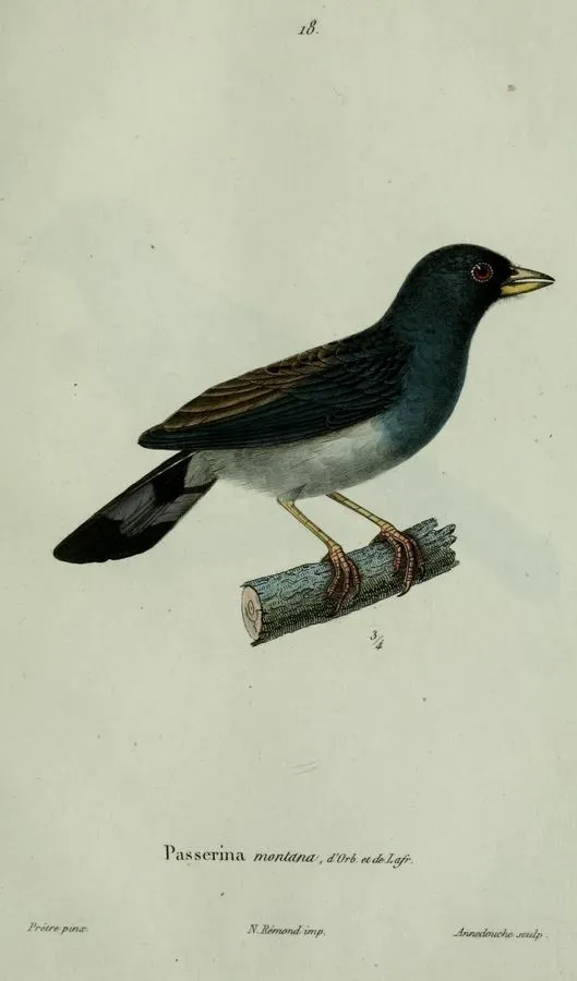 File:Rhopospina fruticeti Pretre.JPG