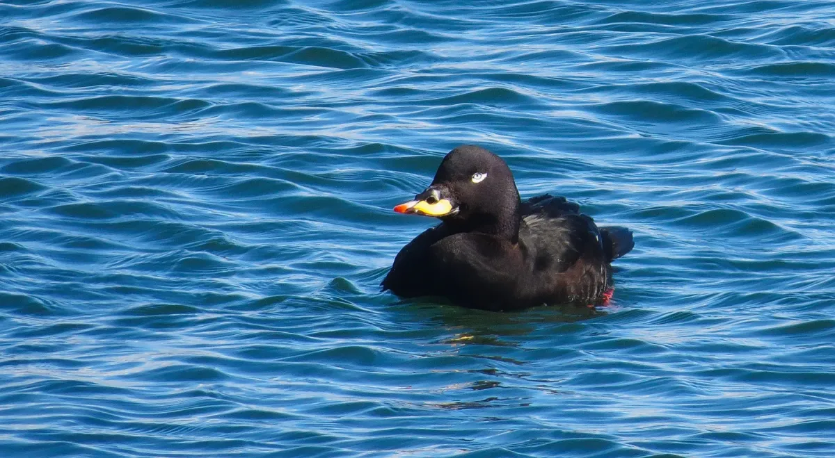 File:Melanitta fusca 2.jpg