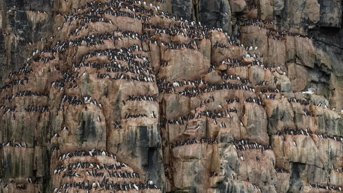 File:A Colony of Brünnich's guillemot (Uria lomvia) at Alkefjellet, Svalbard.jpg